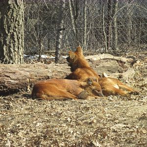 Northern Trail Dhole