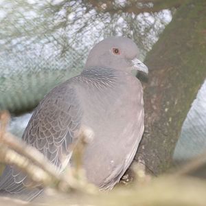 Picazuro Pigeon (Patagioenas picazuro)