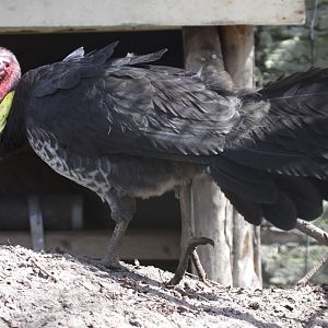 Brush Turkey (Alectura lathami)