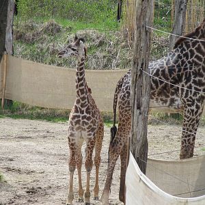 Cincinnati Zoo April 2013