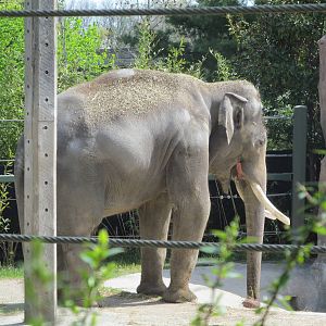 Cincinnati Zoo April 2013
