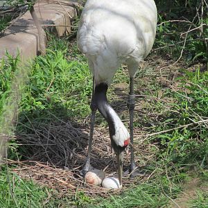 Cincinnati Zoo April 2013