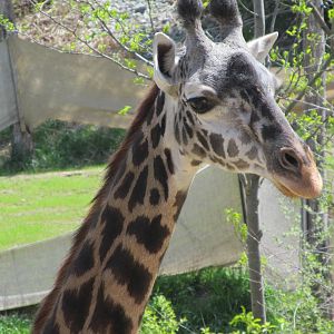 Cincinnati Zoo April 2013