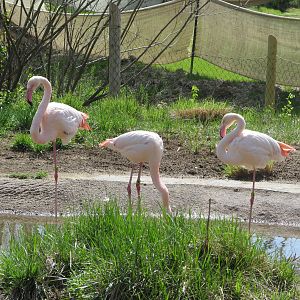 Cincinnati Zoo April 2013