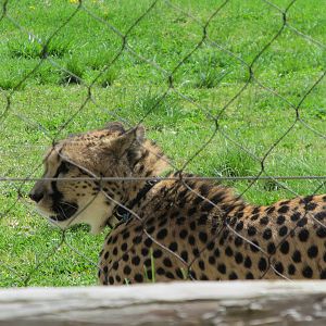 Cincinnati Zoo April 2013