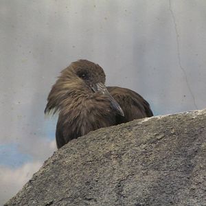 Cincinnati Zoo April 2013