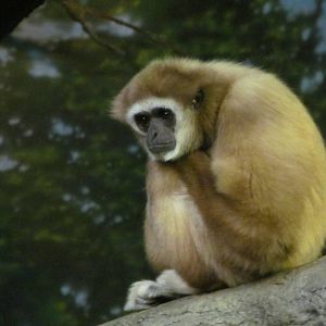 Cincinnati Zoo April 2013