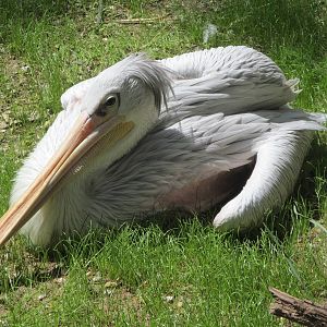 Cincinnati Zoo April 2013
