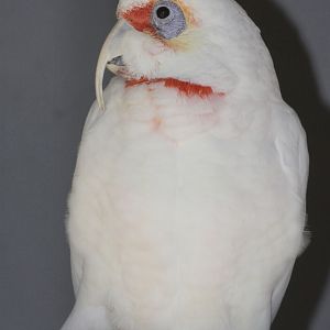 Long-billed Corella (Cacatua tenuirostris)