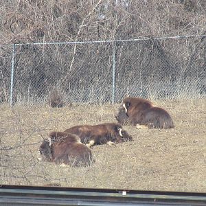 Northern Trail Musk Ox