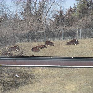 Northern Trail Musk Ox