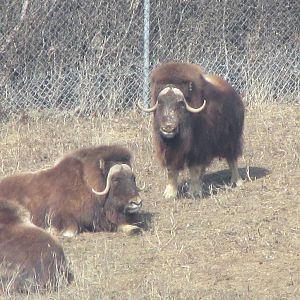 Northern Trail Musk Ox
