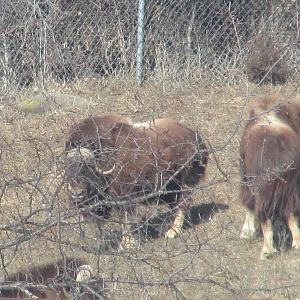Northern Trail Musk Ox