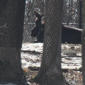 Northern Trail Moose