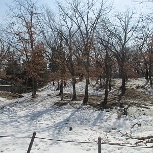 Northern Trail Moose Exhibit