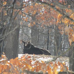Northern Trail Moose