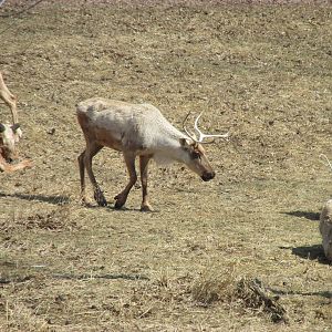 Northern Trail Caribou