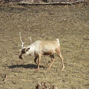 Northern Trail Caribou