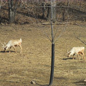 Northern Trail Caribou