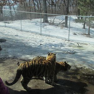 Amur Tiger