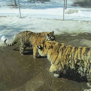 Amur Tiger