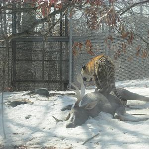 Amur Tiger On Dead Moose