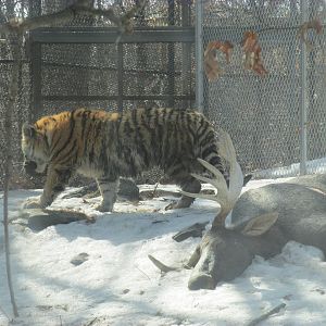Amur Tiger On Dead Moose