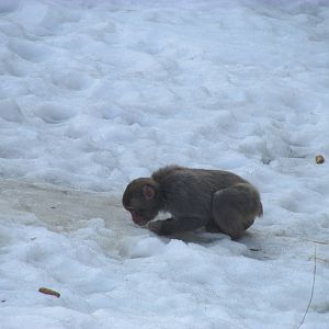Snow Monkey