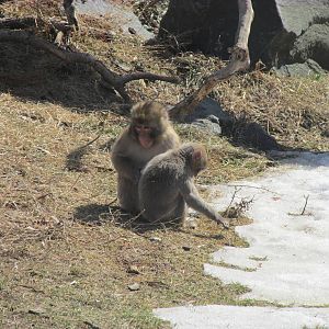 Snow Monkey