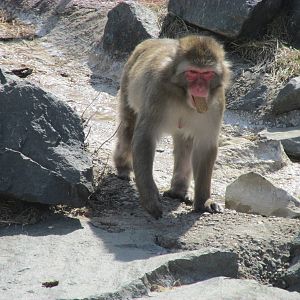 Snow Monkey