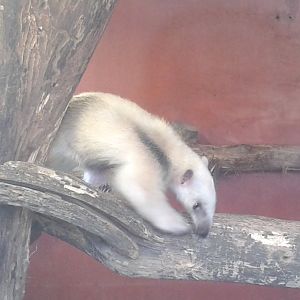 Tamandua