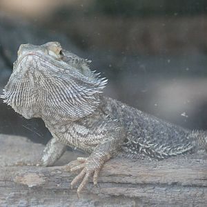 bearded dragon