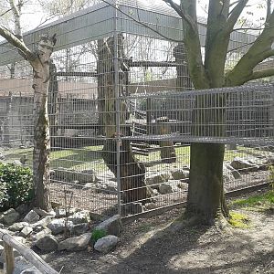 Enclosure for Capucin monkeys