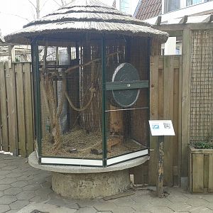Enclosure Japanese squirrels