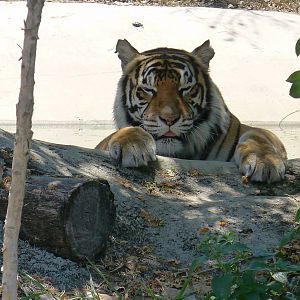 Harri, the Sumatran Tiger