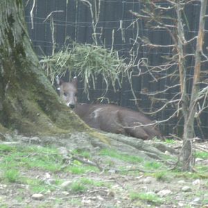 Tufted Deer