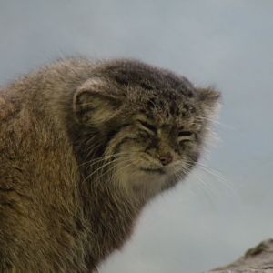 Pallas' Cat
