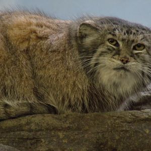 Pallas' Cat