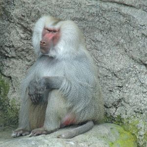 Hamadryas Baboon