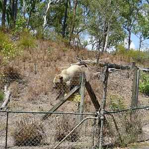 View of the bear enclosure