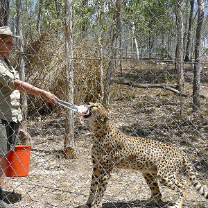 Cheetah feed