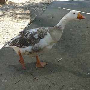 Domestic Goose