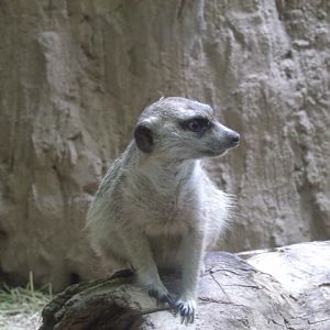 Slender-Tailed Meerkat