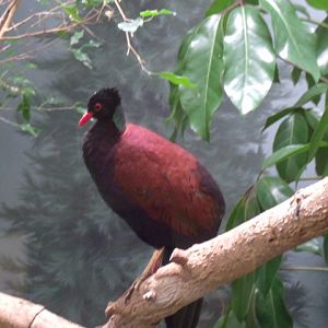 Pheasant Pigeon