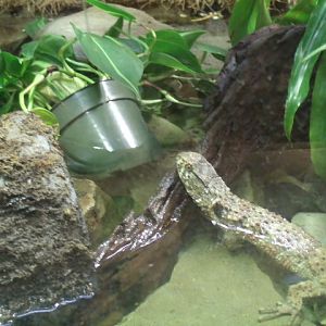 Chinese Crocodile Lizard