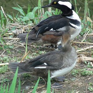 Hooded Mergansers