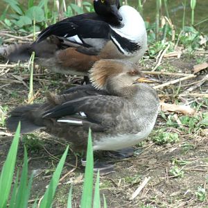 Hooded Mergansers