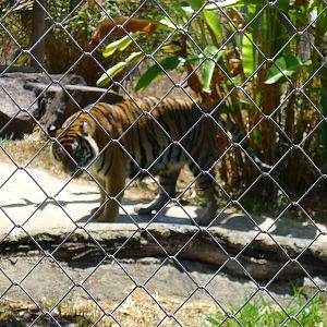 View thru the wire of the Sumatran Tiger enclosure