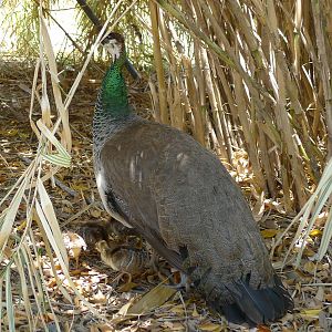 Peahen with chicks
