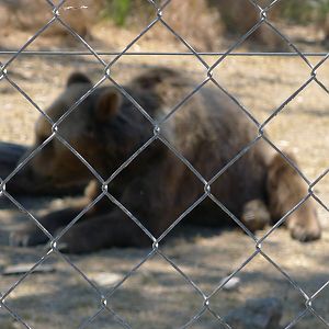 Syrian Bear - Barney